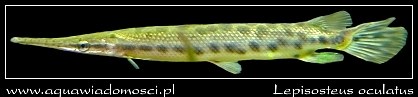 Niszczuka plamista (Lepisosteus oculatus) Niszczuka plamista (Lepisosteus oculatus)